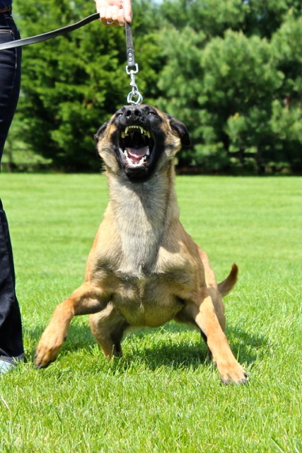 K9 Medic Training