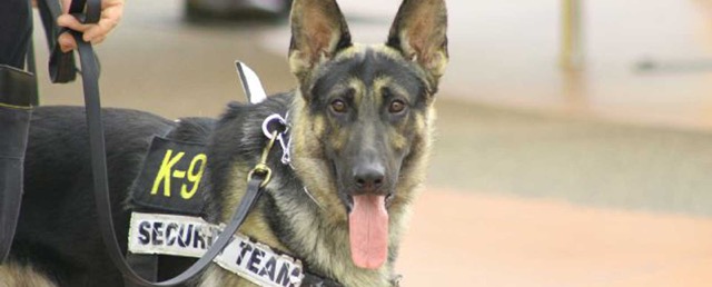 K9 Medic Training